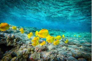 Yellow Tangs 